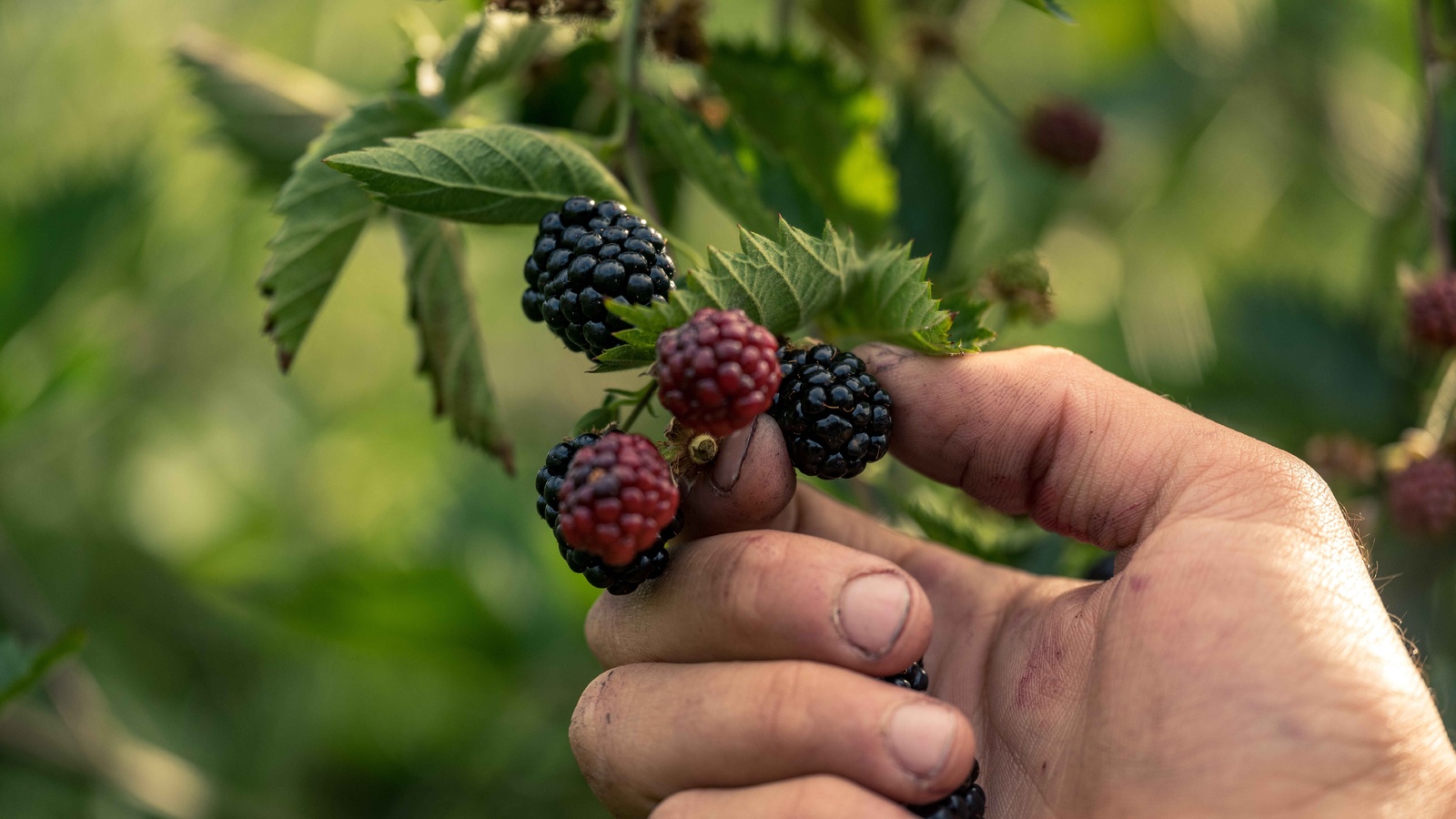 summer, harvest, berry farm, tasmania