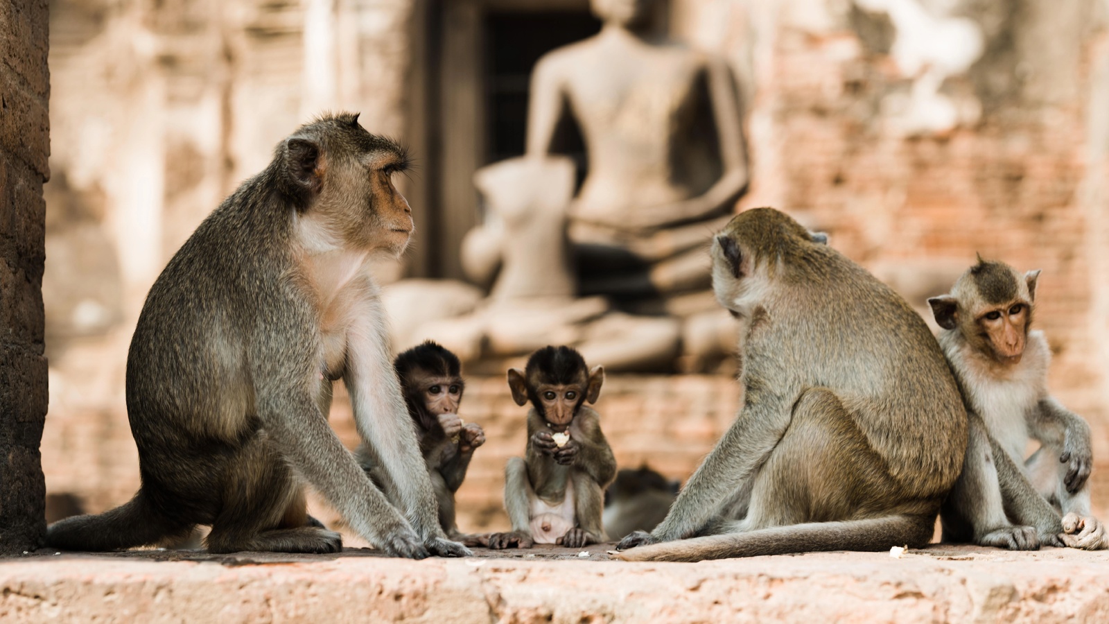 crab-eating macaques, lopburi, thailand