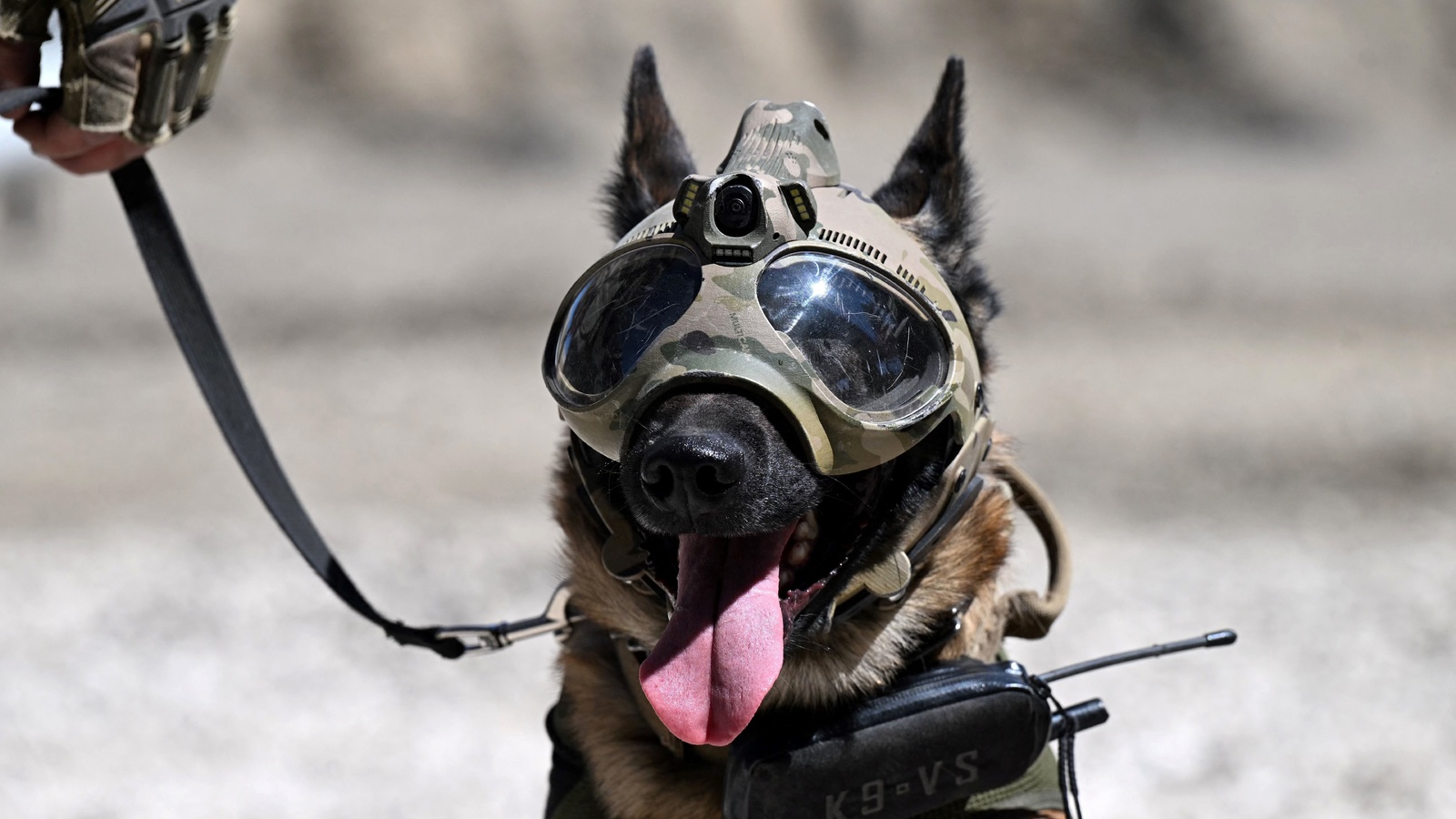 dog, gendarmerie nationale, paris, france