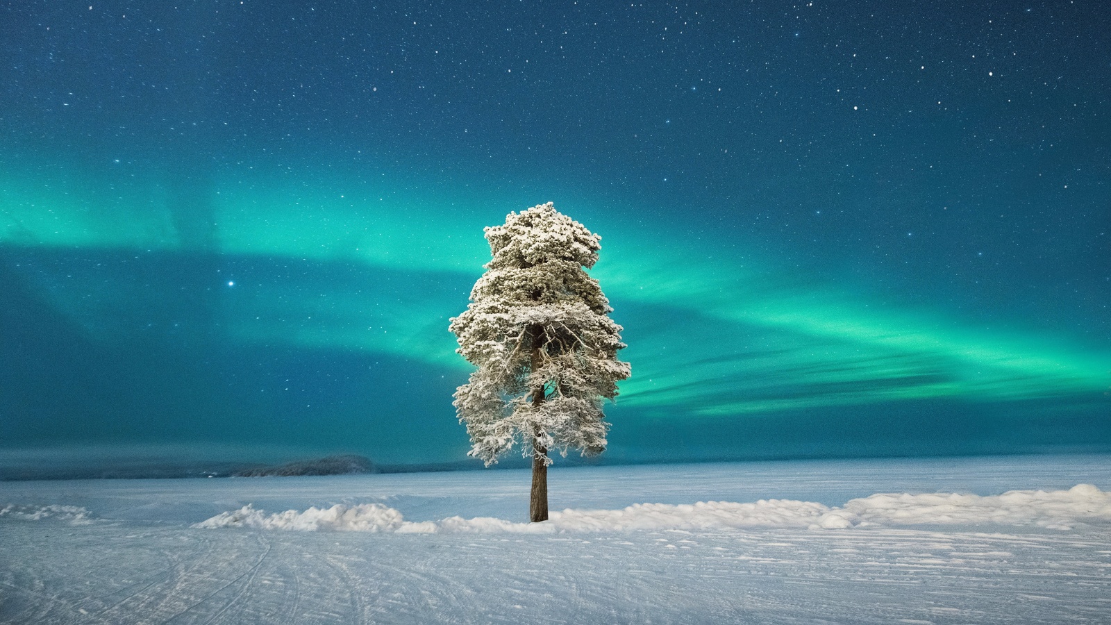 lone tree, scandinavian aurora, lapland, finland