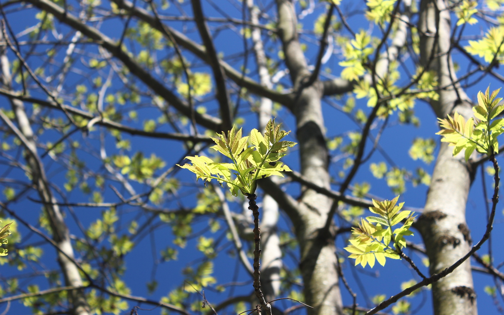 spring, nature, trees, leaves