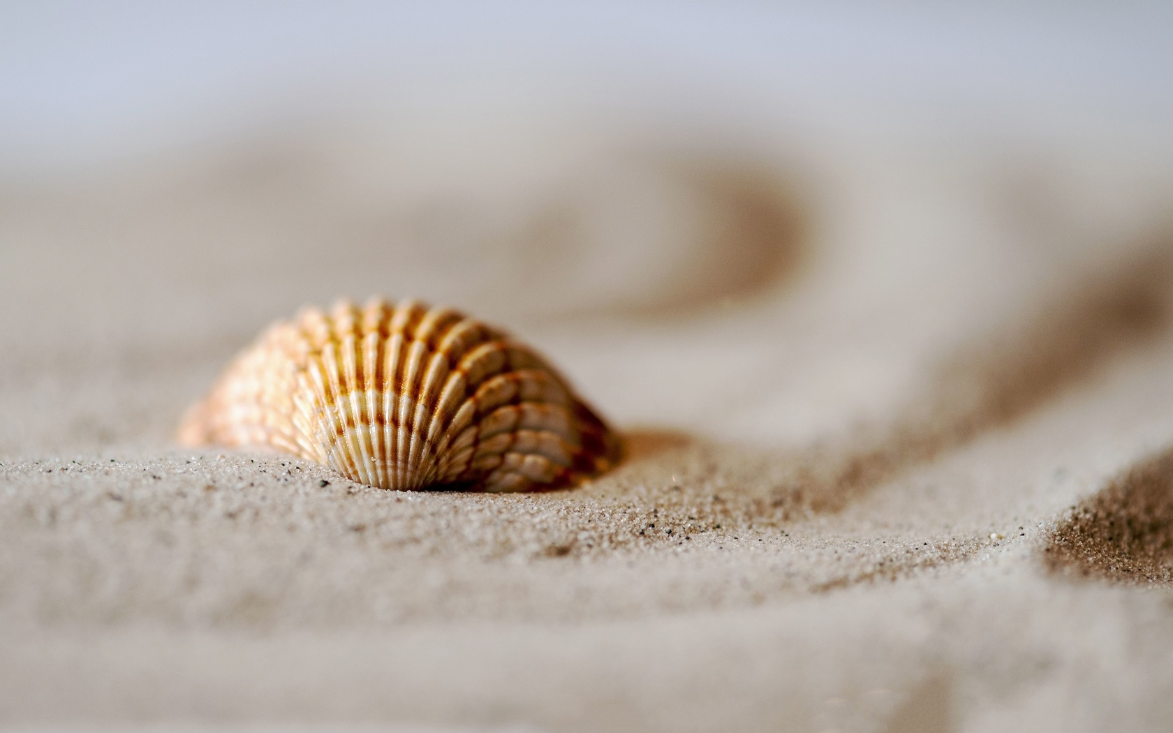 sea, sand, beach, shell