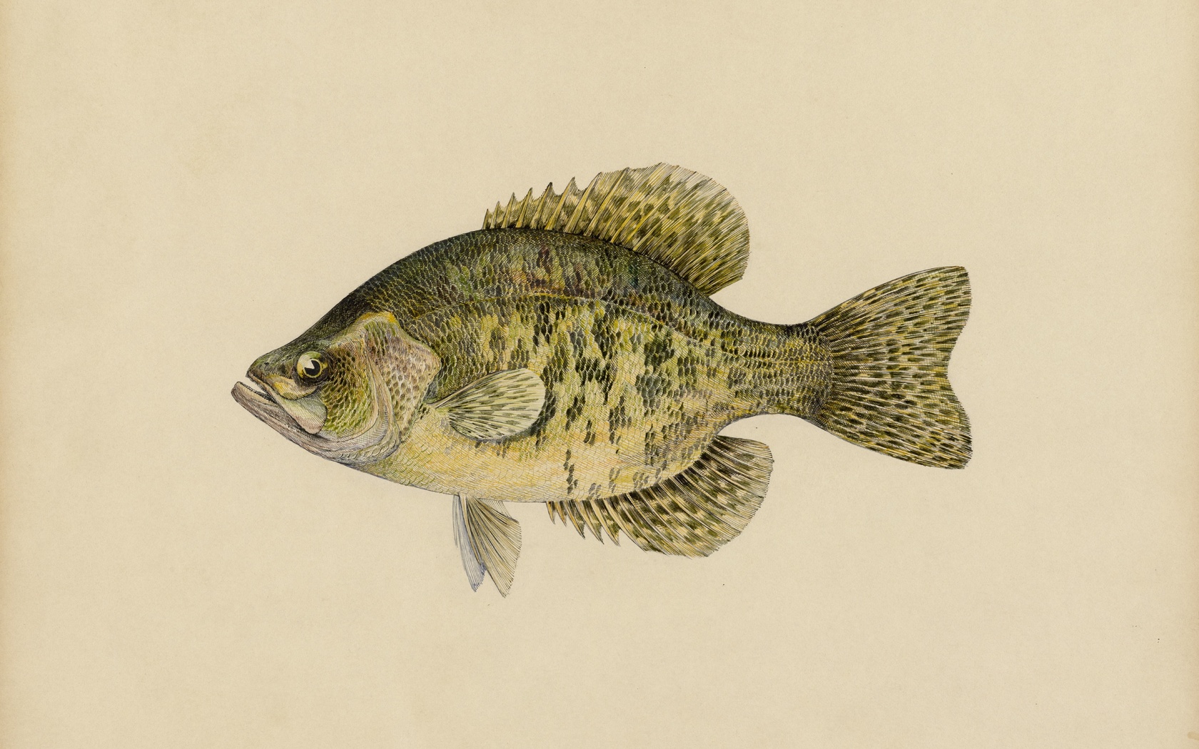 calico bass, pomoxys sparoides lacepede, miles ernest rost, zoological illustration