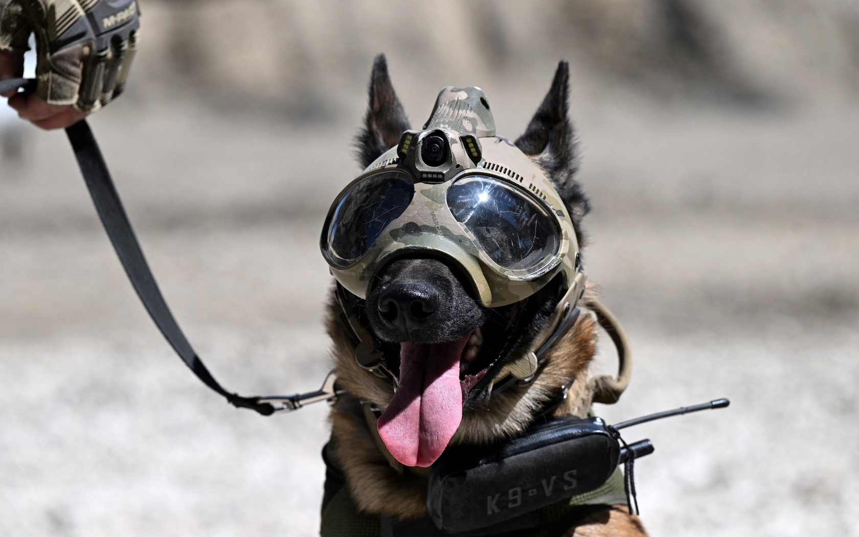 dog, gendarmerie nationale, paris, france