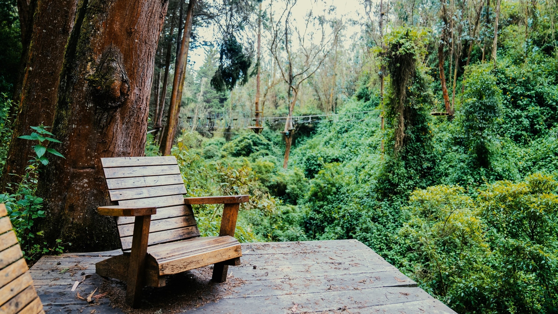 tropical andes, mindo, ecuador