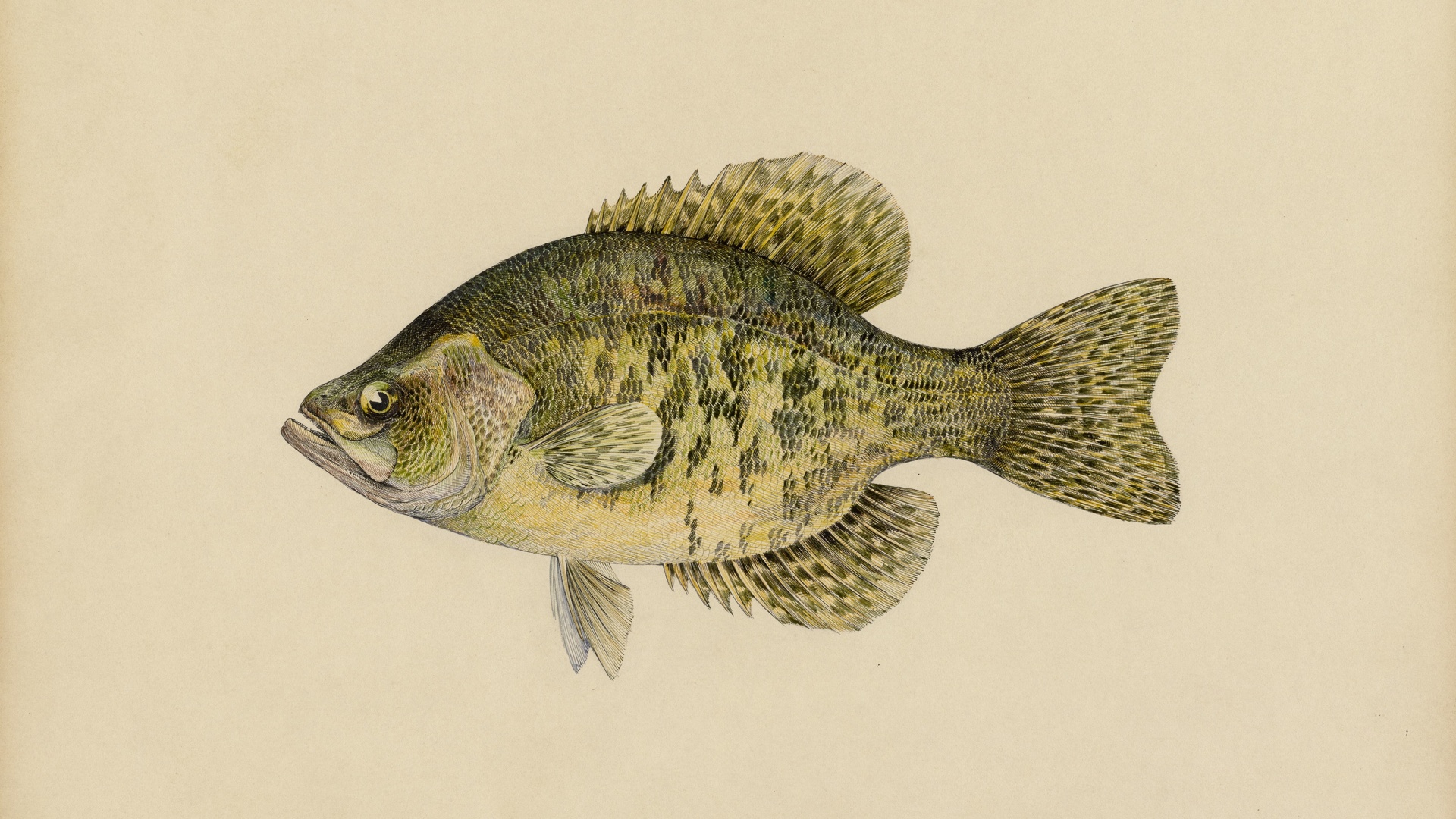 calico bass, pomoxys sparoides lacepede, miles ernest rost, zoological illustration