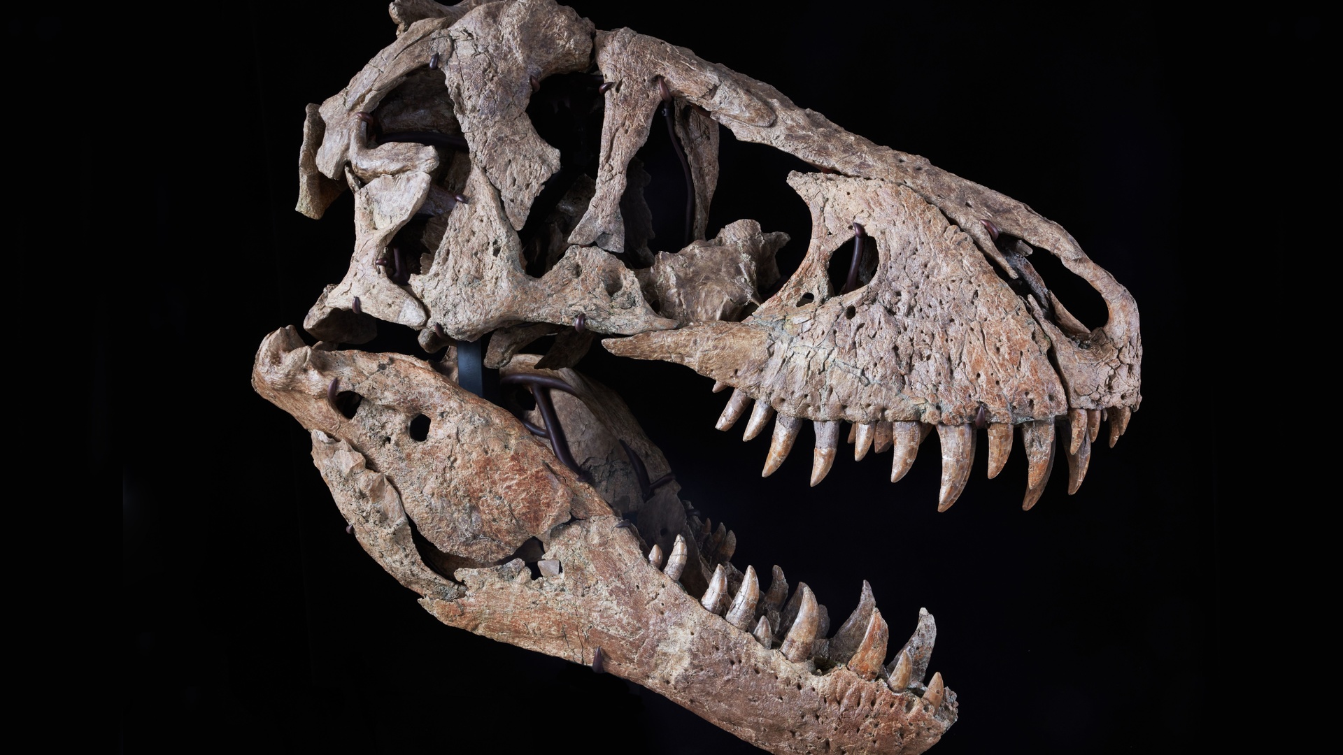 tyrannosaurus rex, skull, maastrichtian, late cretaceous