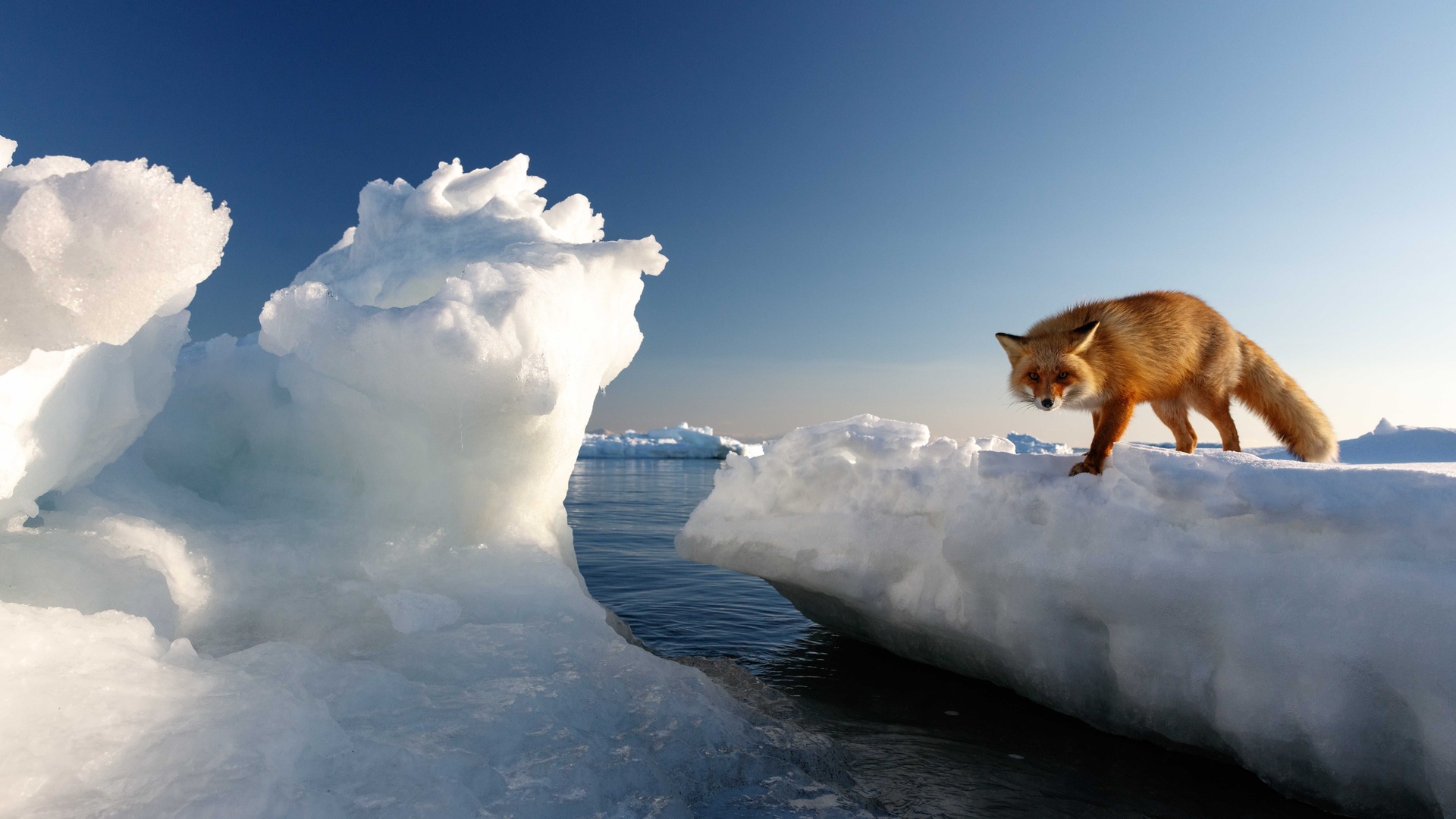 cold water, red fox, hokkaido, japan