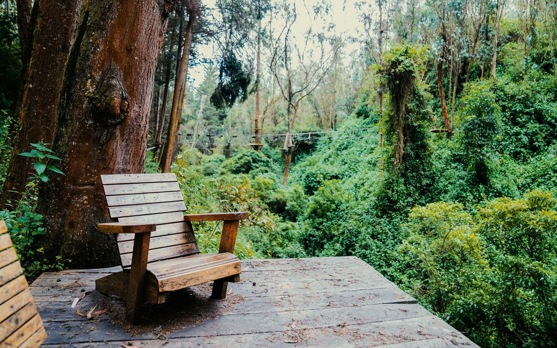 tropical andes, mindo, ecuador