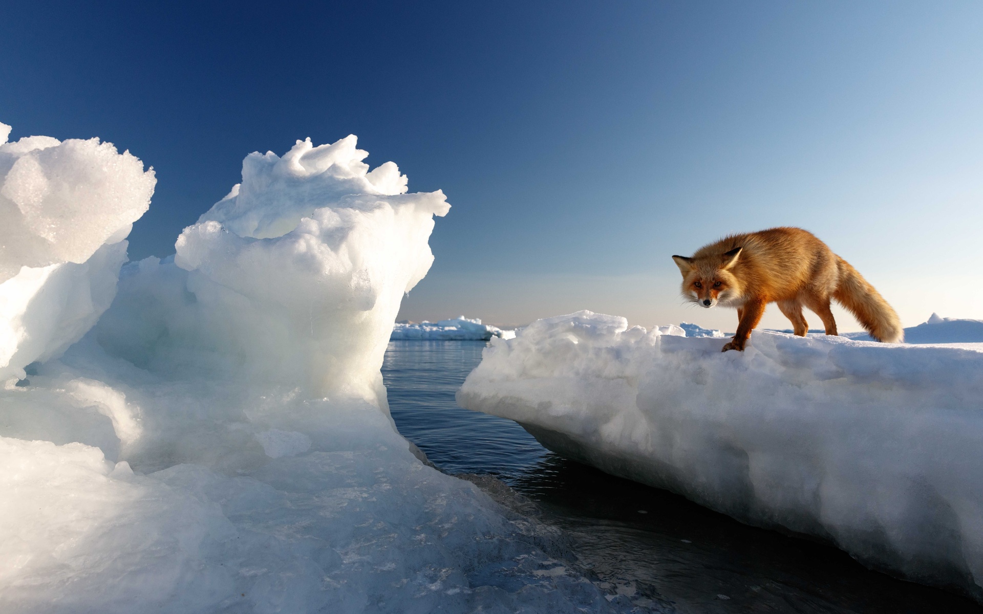 cold water, red fox, hokkaido, japan