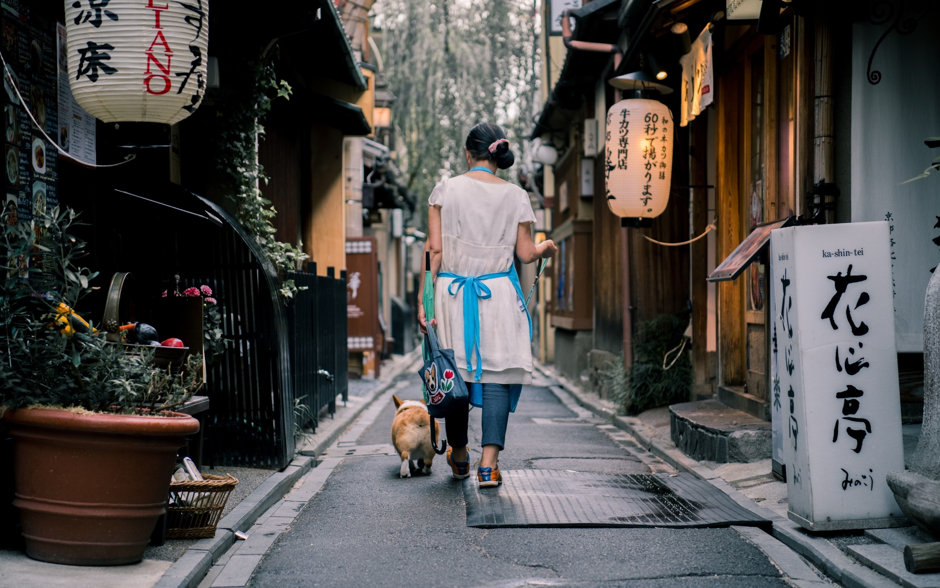 walking the dog, kyoto, japan