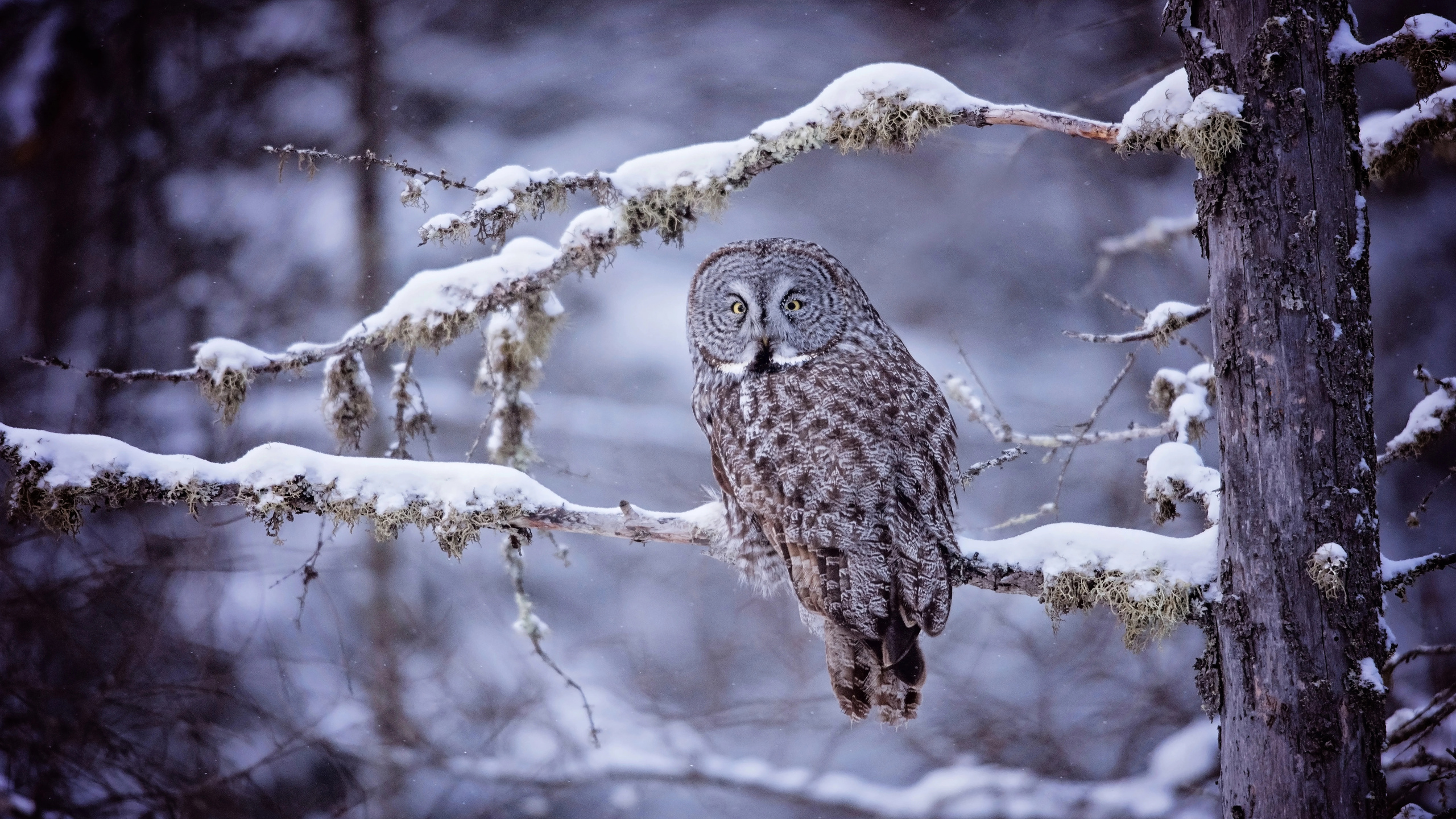 snow, owl, forest