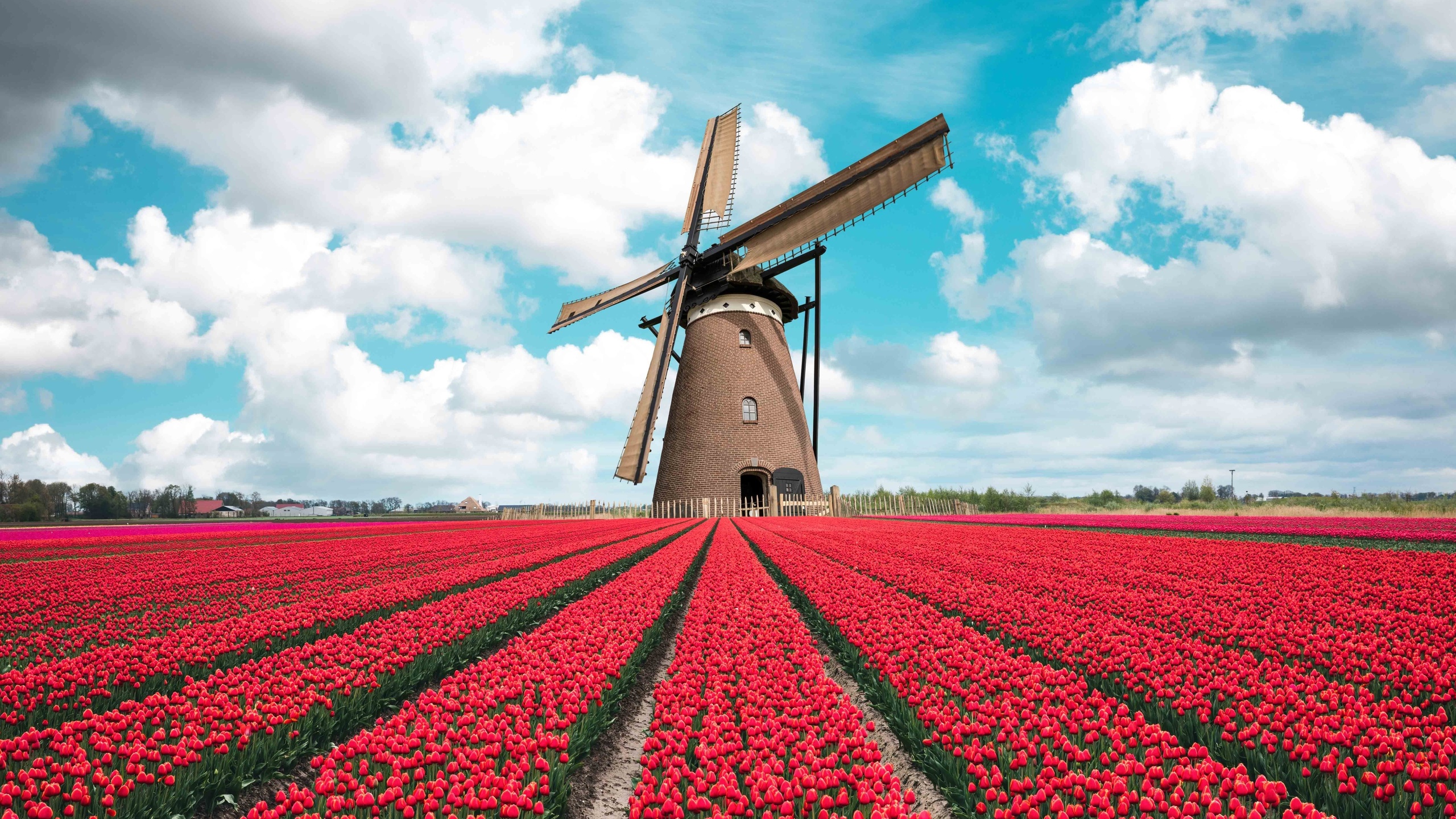 tulip field, holland, windmill