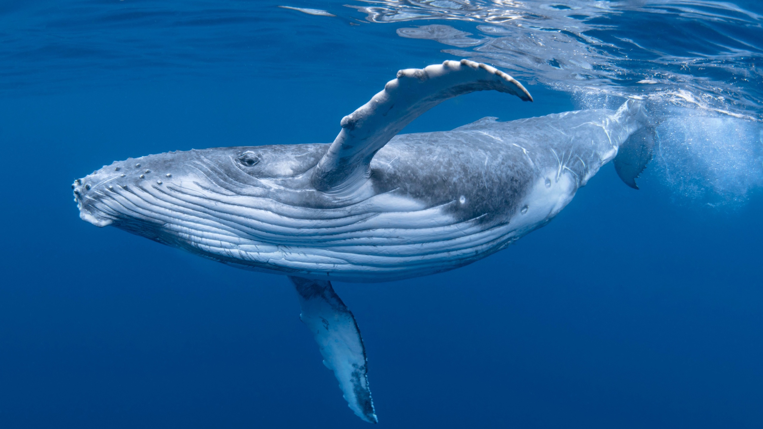 whale, ocean, humpback whale, marine mammals