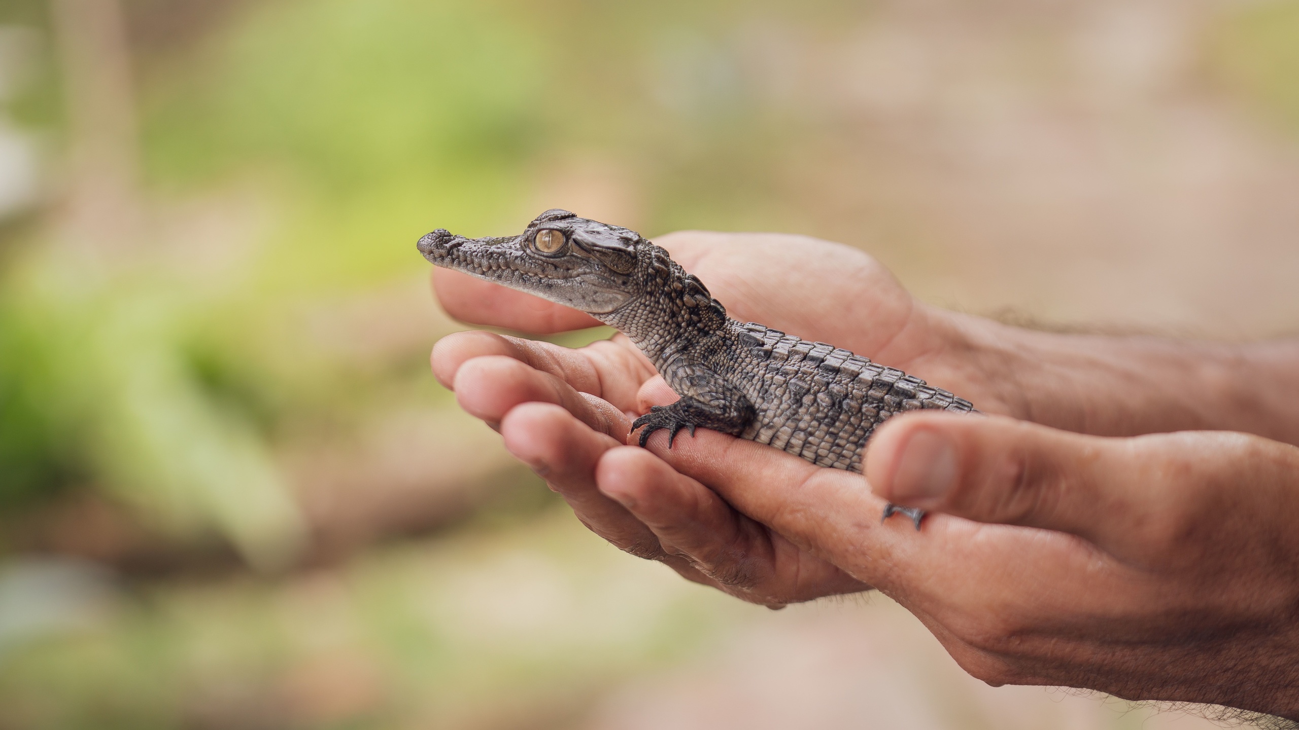 wildlife, baby animal, crocodile, hands, mexico