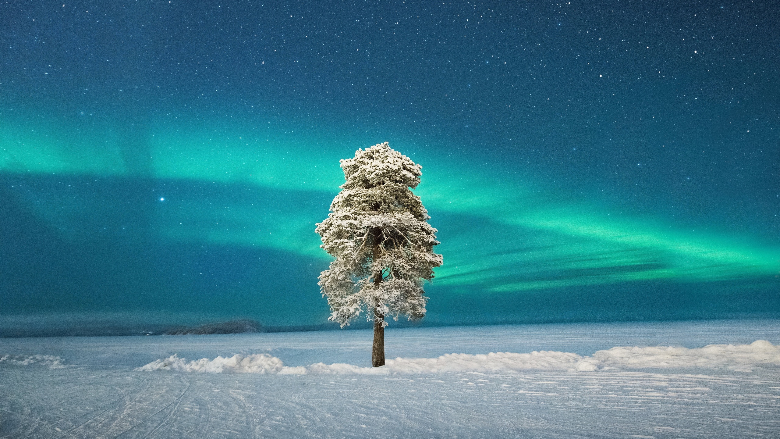 lone tree, scandinavian aurora, lapland, finland