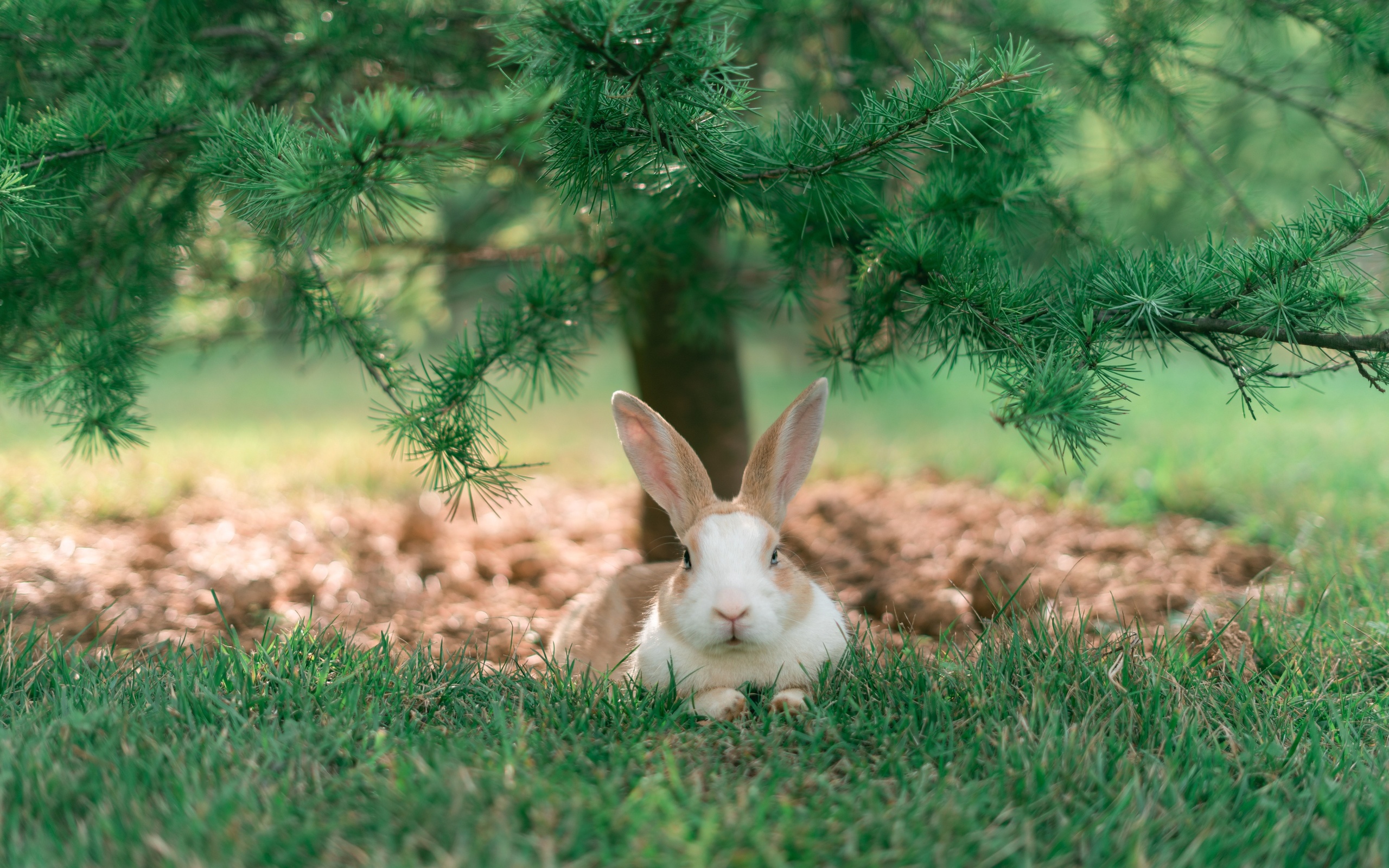 animals, rabbit, grass, trees