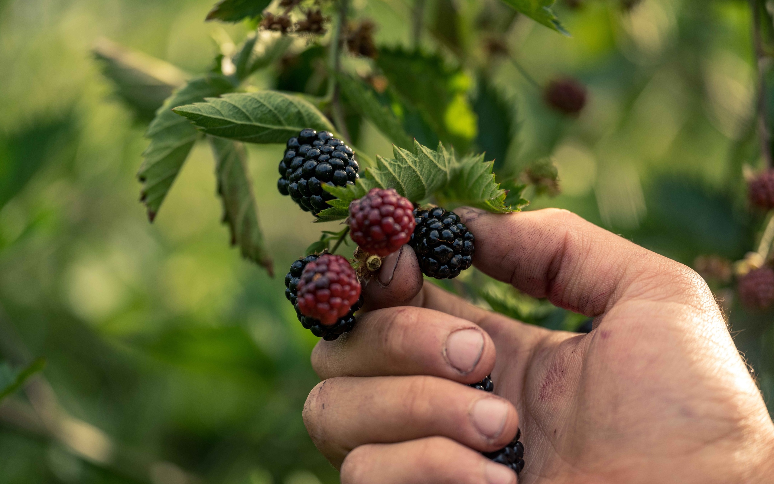 summer, harvest, berry farm, tasmania