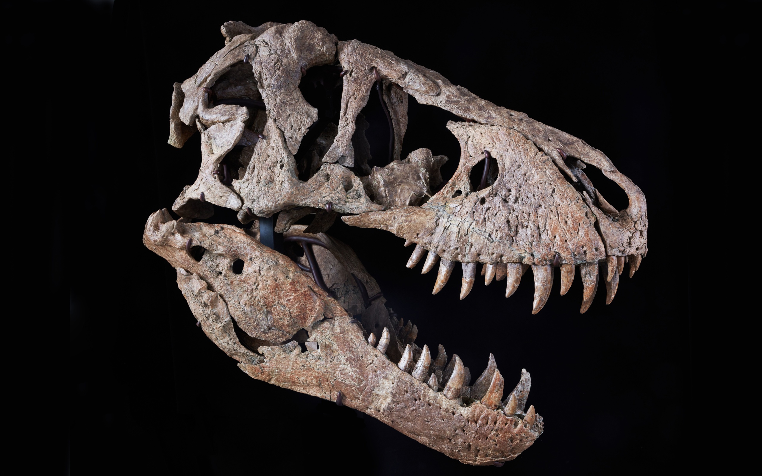 tyrannosaurus rex, skull, maastrichtian, late cretaceous