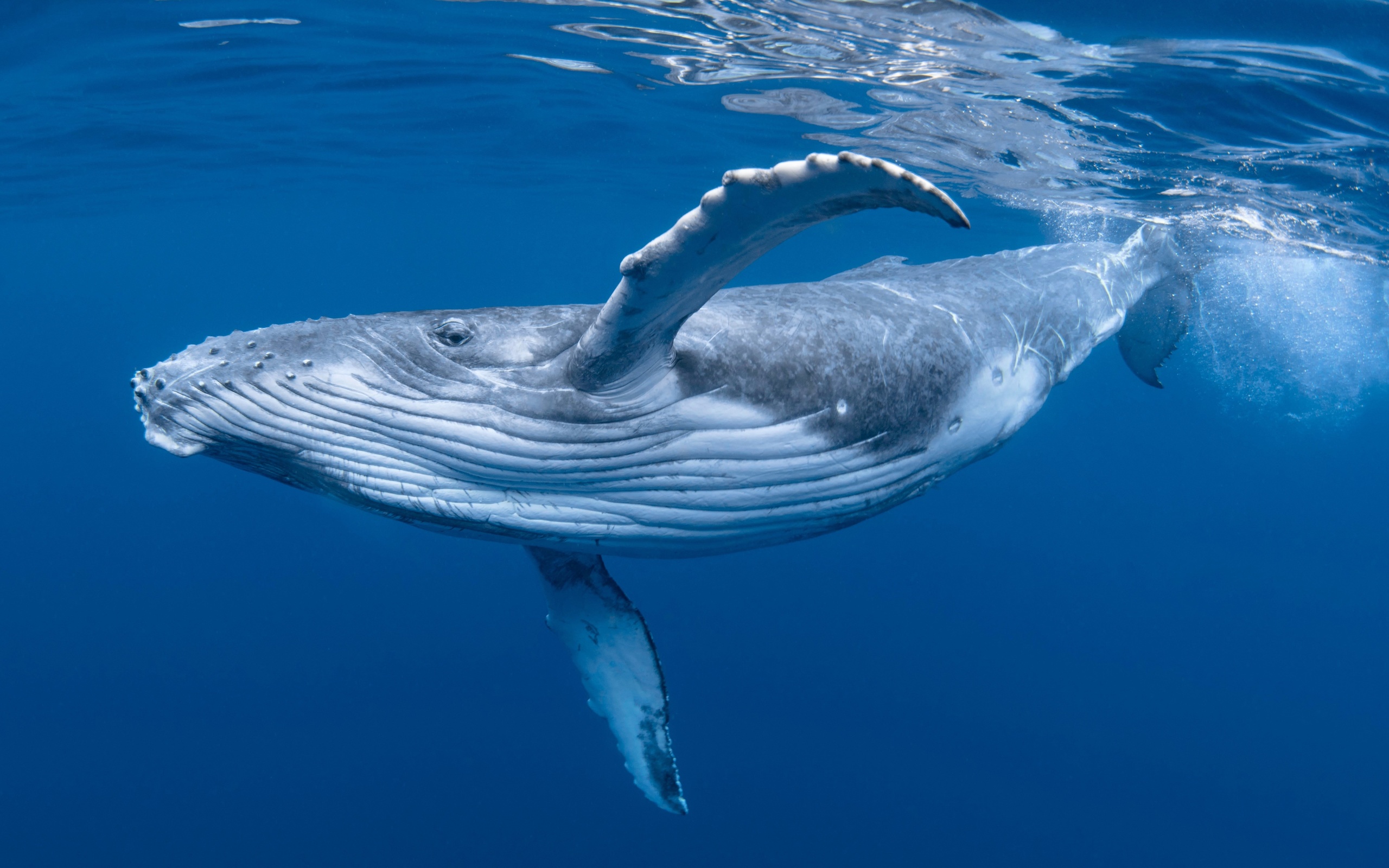 whale, ocean, humpback whale, marine mammals