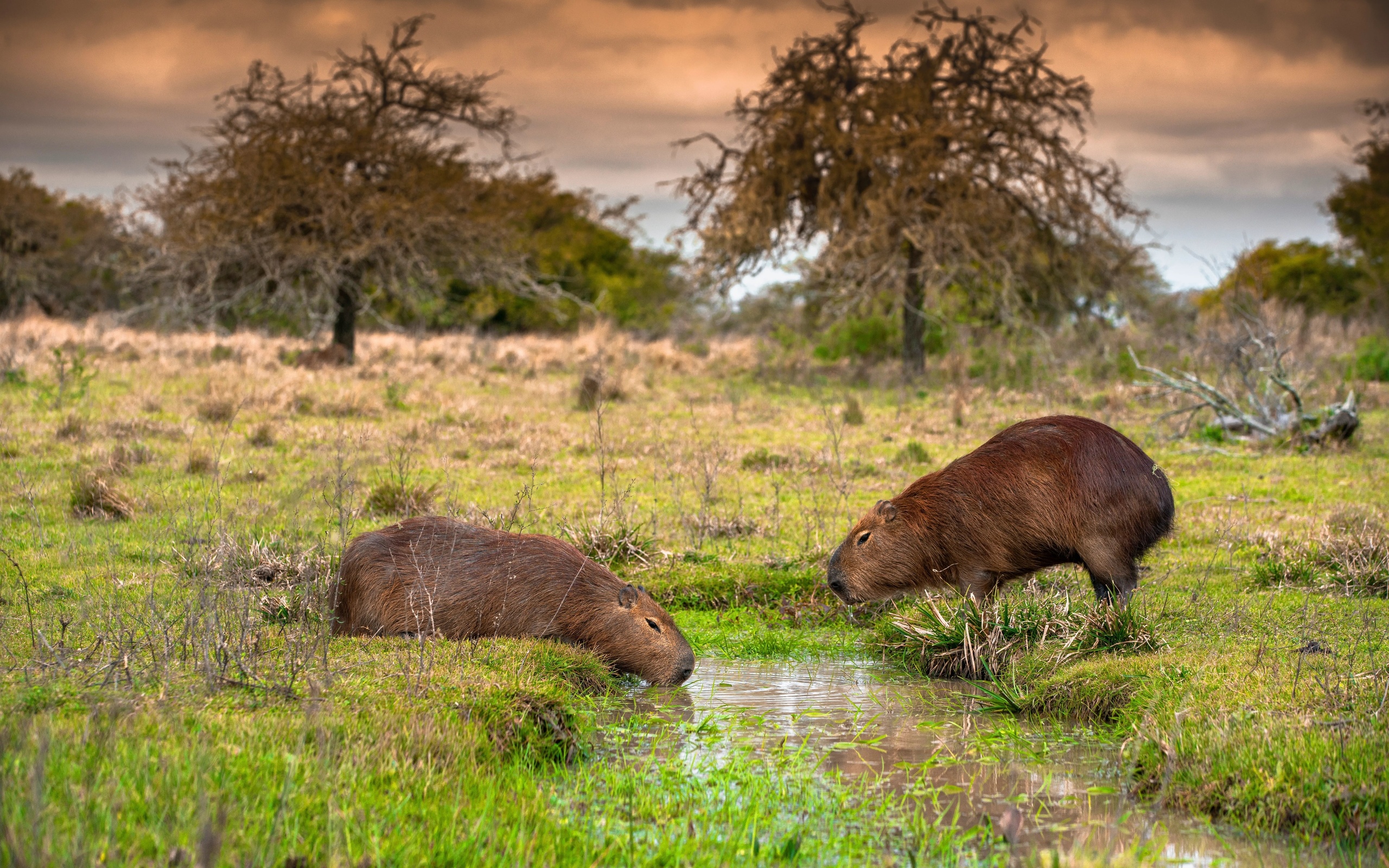 capybaras, ibera national park, argentina