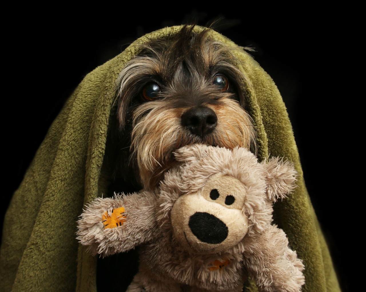 furry friends, dog, terrier