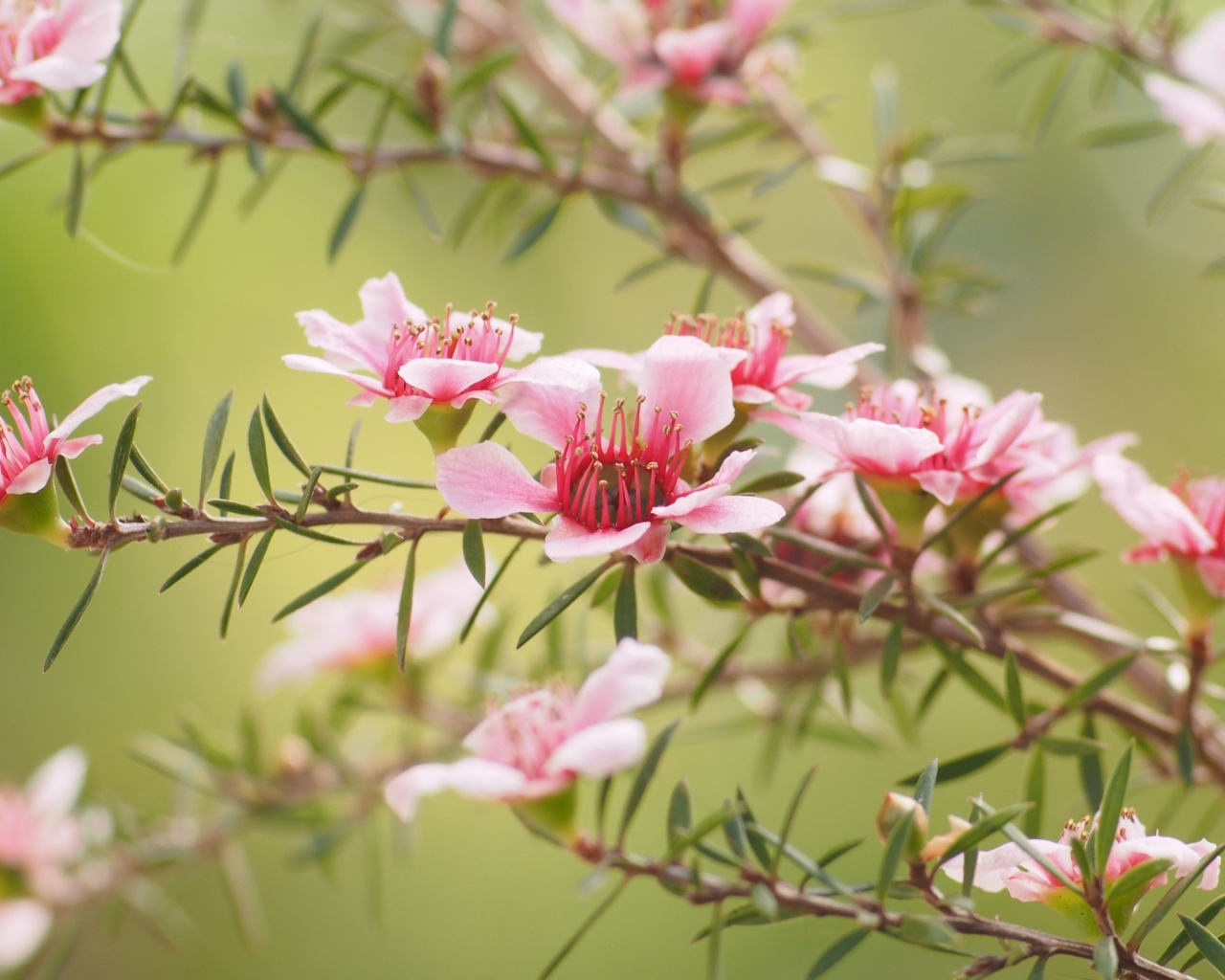 leptospermum, aromatic evergreen shrubs, spring