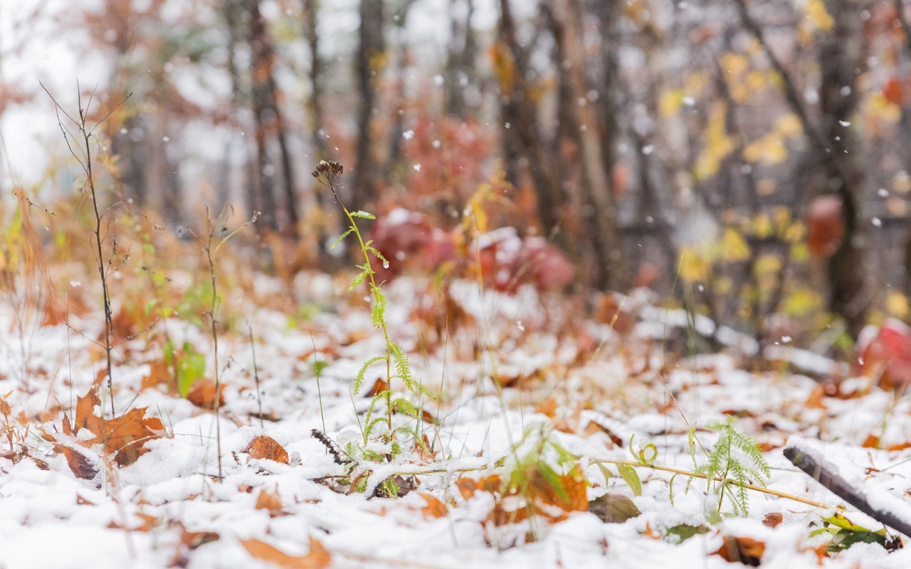 snowfall, october, chester state park, south carolina