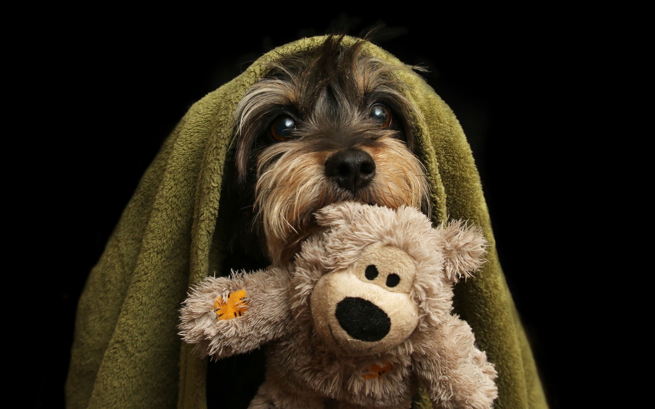 furry friends, dog, terrier