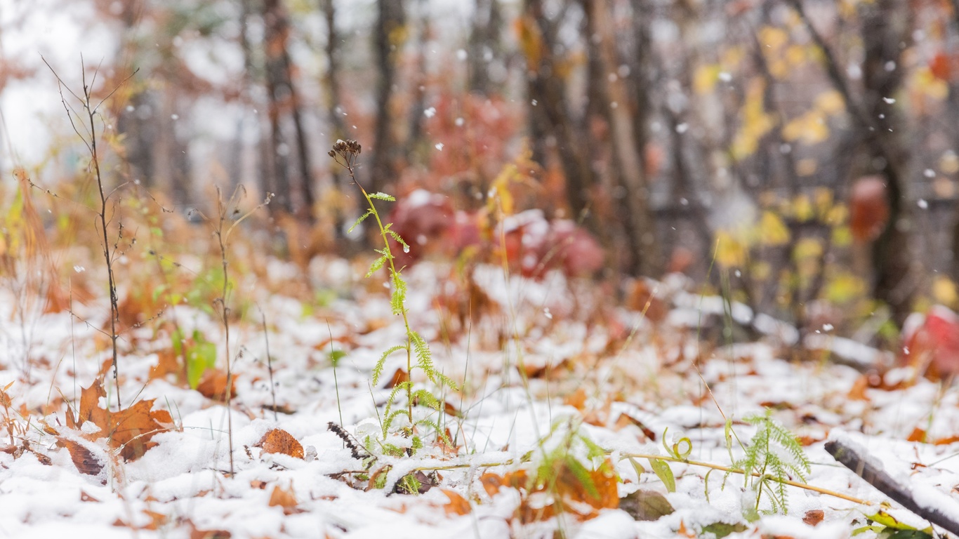 snowfall, october, chester state park, south carolina