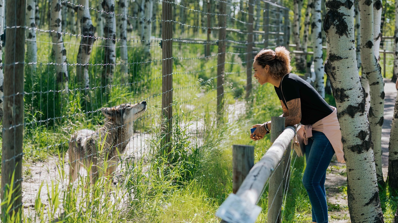 yamnuska wolfdog sanctuary, cochrane, alberta, canada