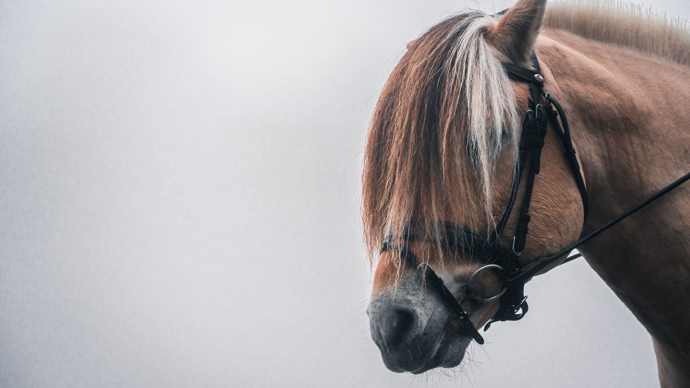 animals, norway, norwegian fjord horse