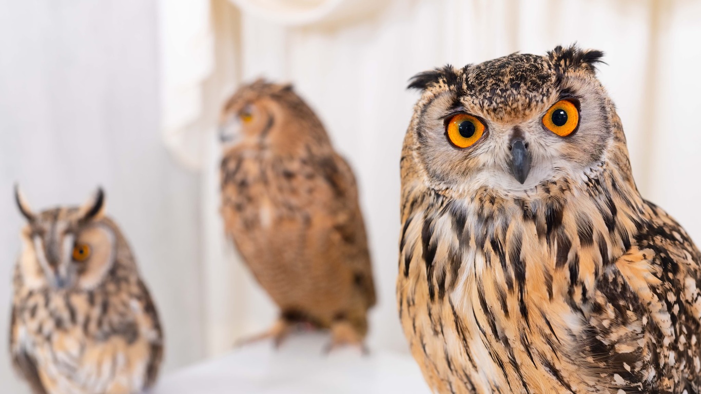 birds, owl, nature