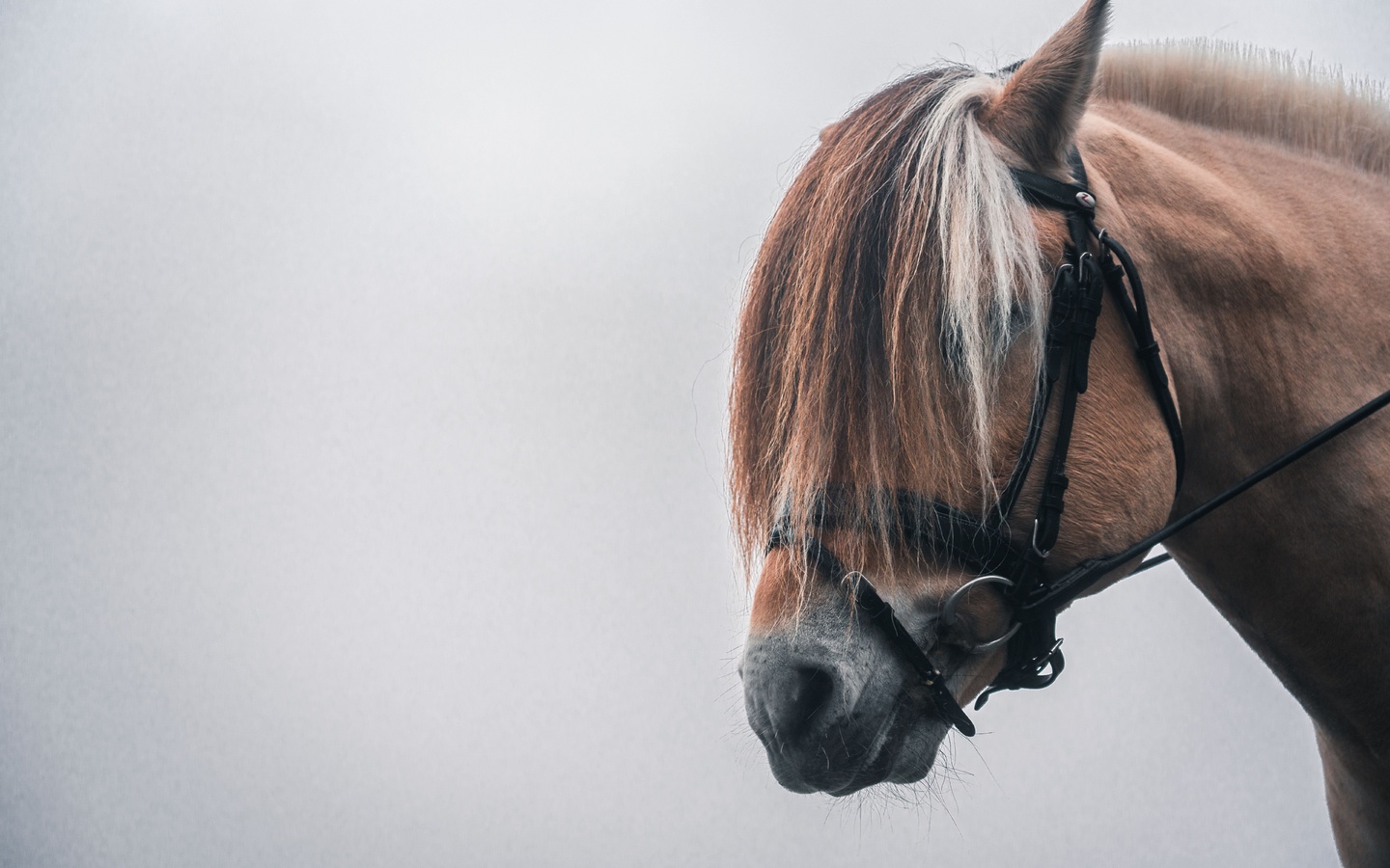 animals, norway, norwegian fjord horse