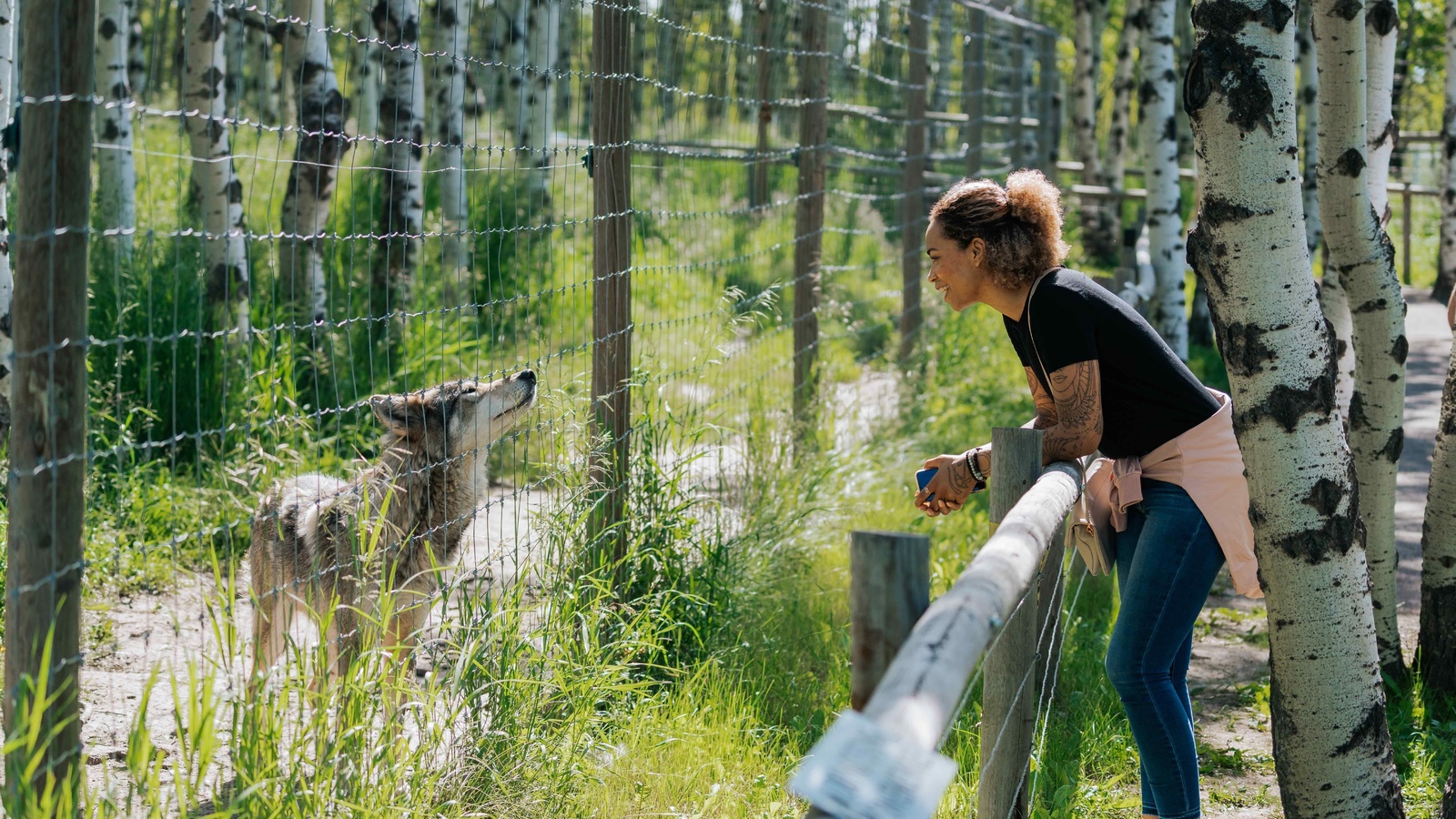 yamnuska wolfdog sanctuary, cochrane, alberta, canada