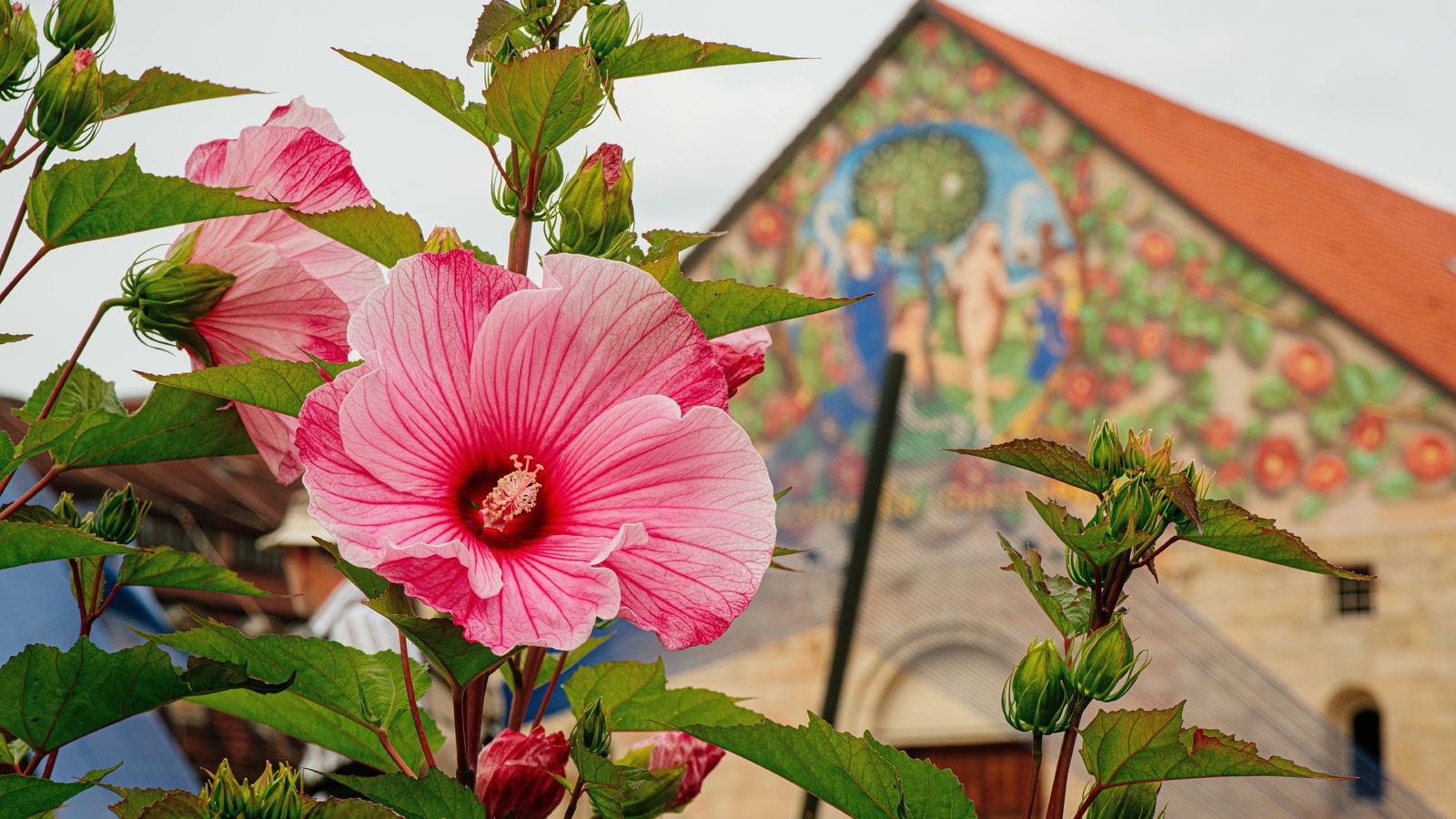 petersberg, garden, hesse, germany, summer flower