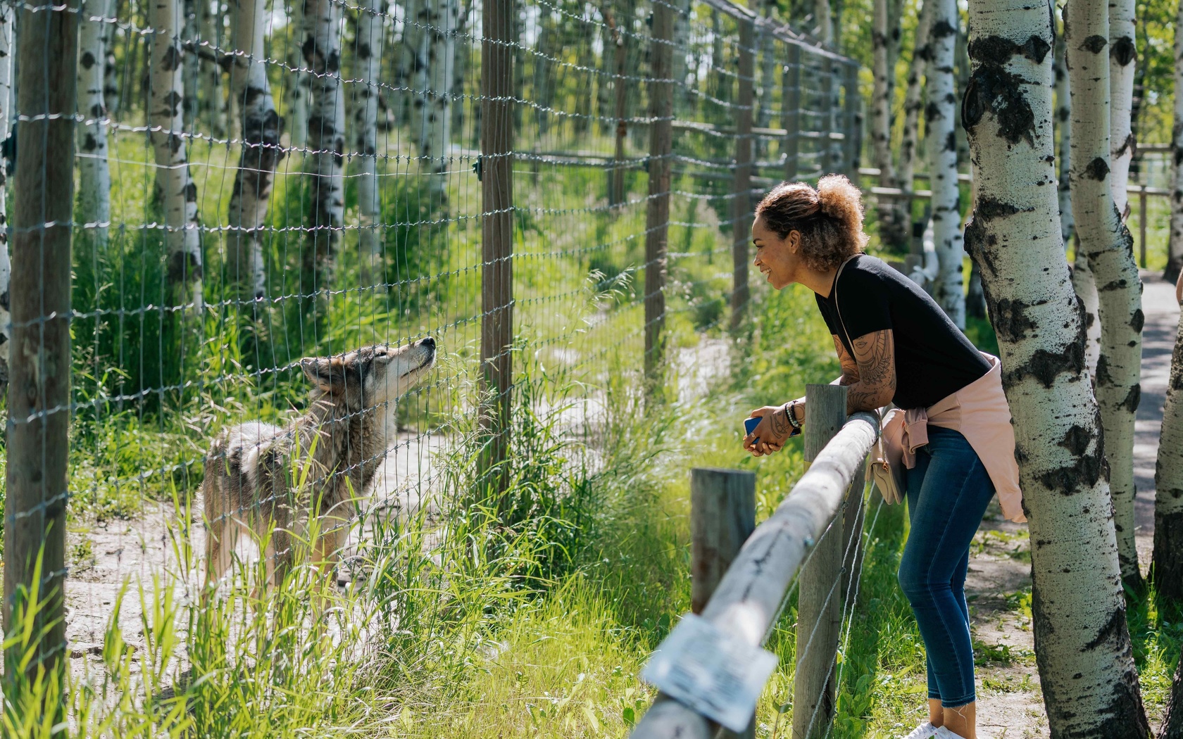 yamnuska wolfdog sanctuary, cochrane, alberta, canada