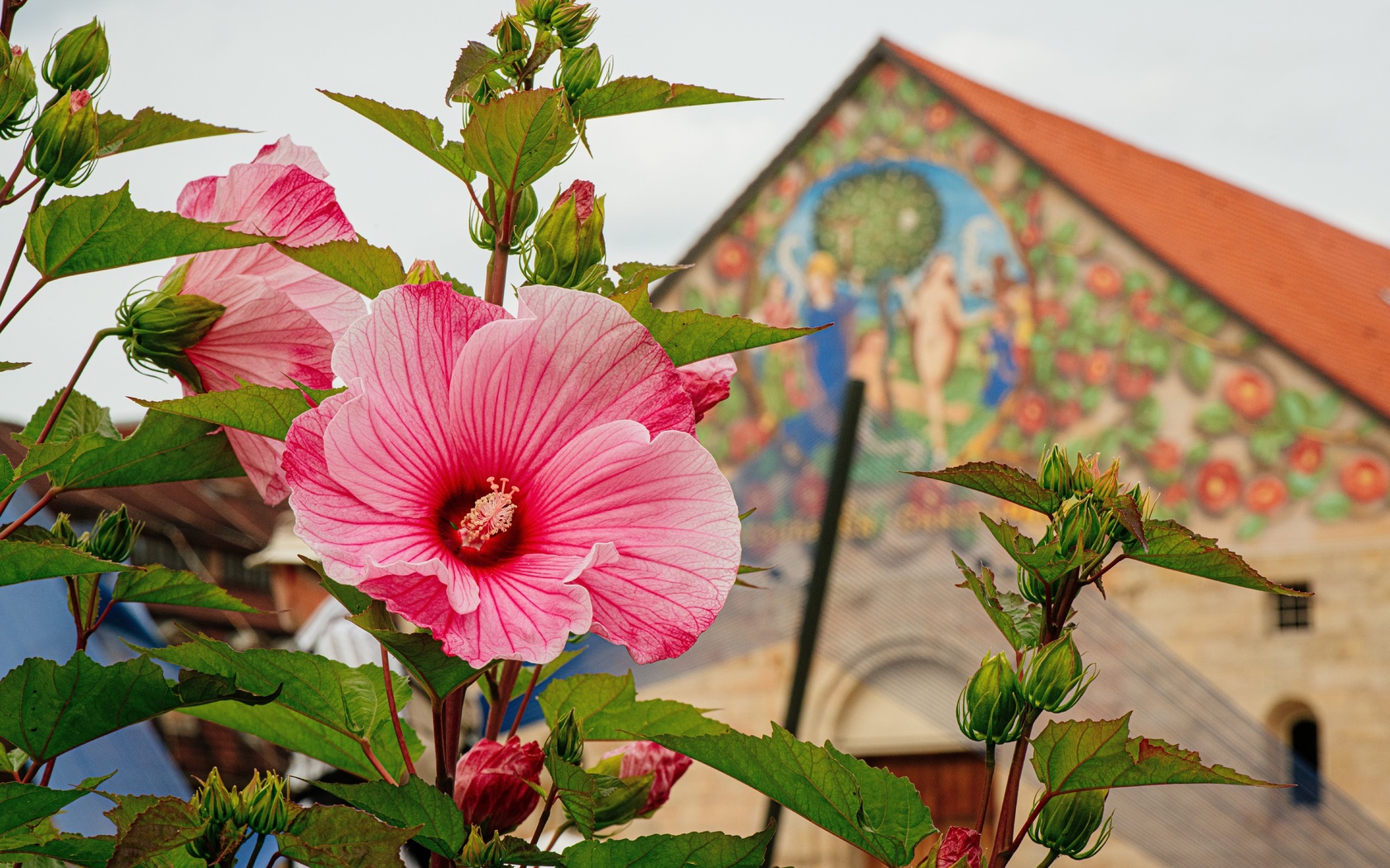 petersberg, garden, hesse, germany, summer flower