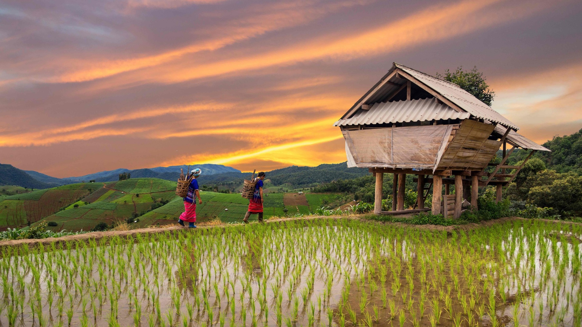 rice field terrace, chiang mai, thailand