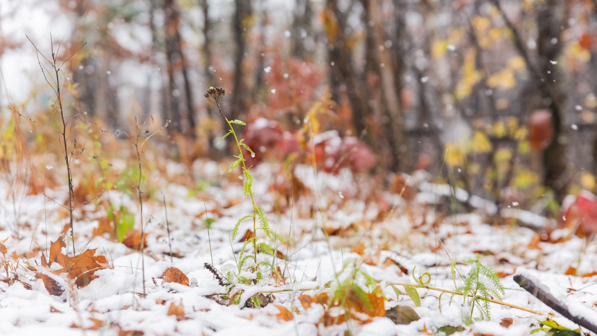 snowfall, october, chester state park, south carolina