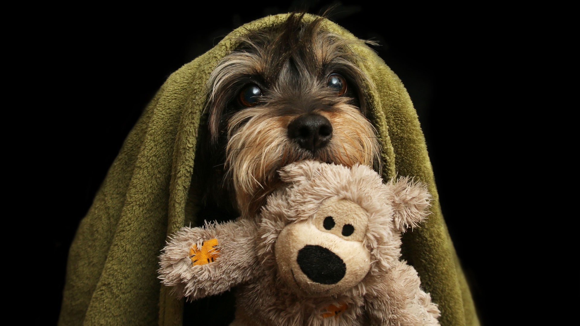 furry friends, dog, terrier