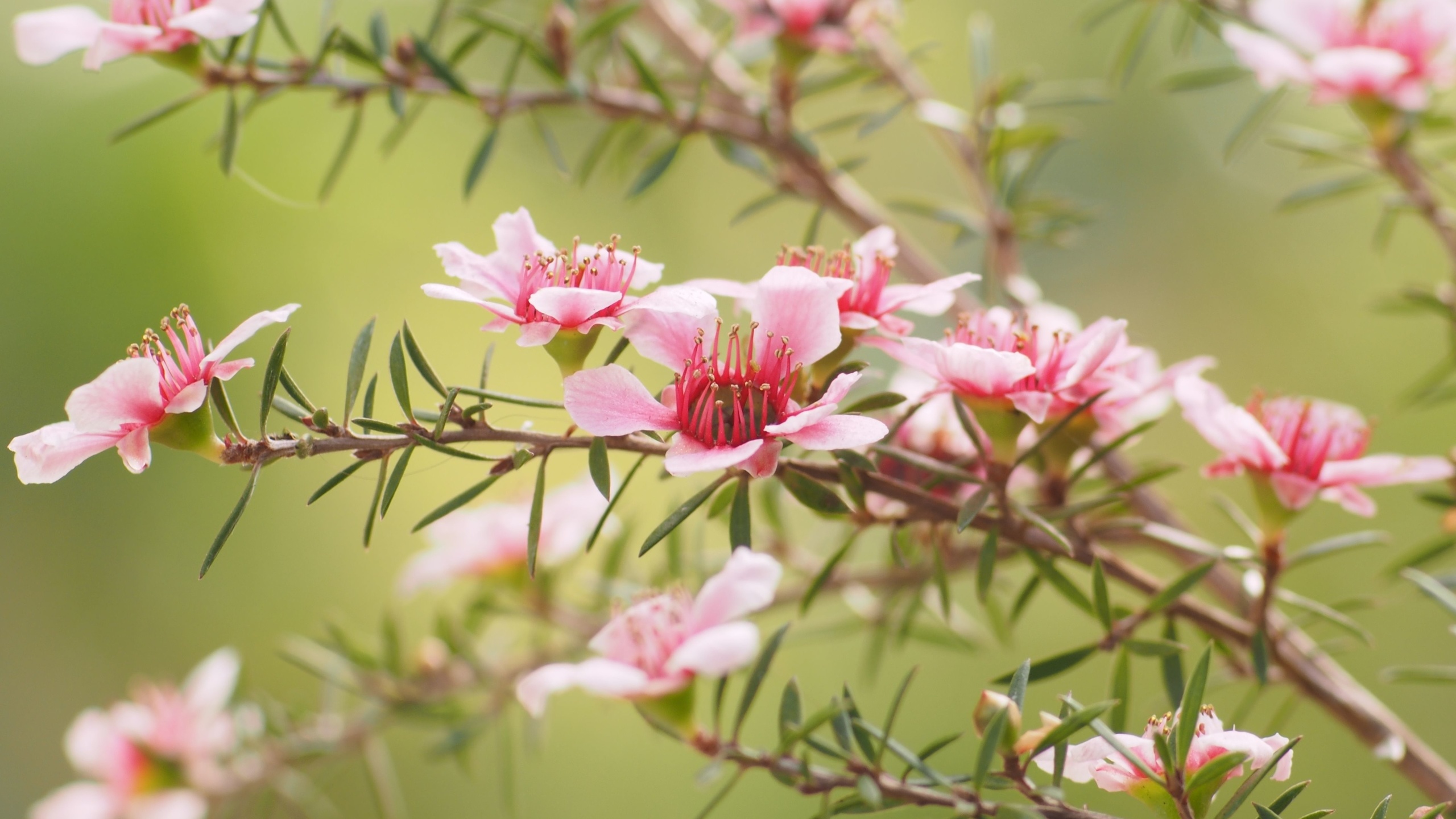 leptospermum, aromatic evergreen shrubs, spring