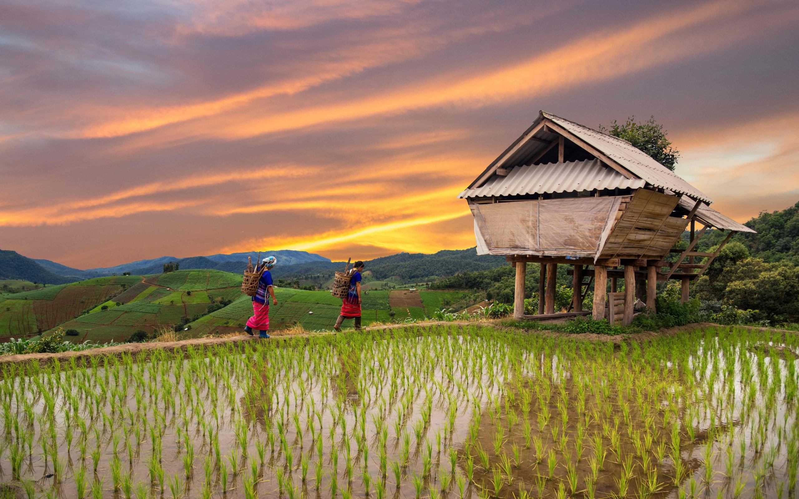 rice field terrace, chiang mai, thailand