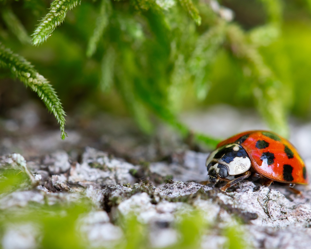 , ,  , , stones, plants, ladybug, bokeh