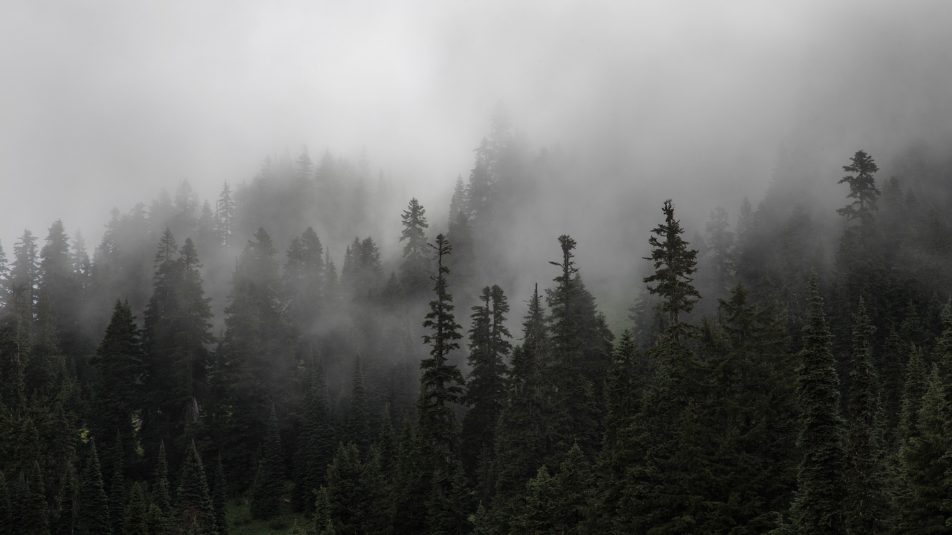 , , , , , trees, nature, forest, fog, ate