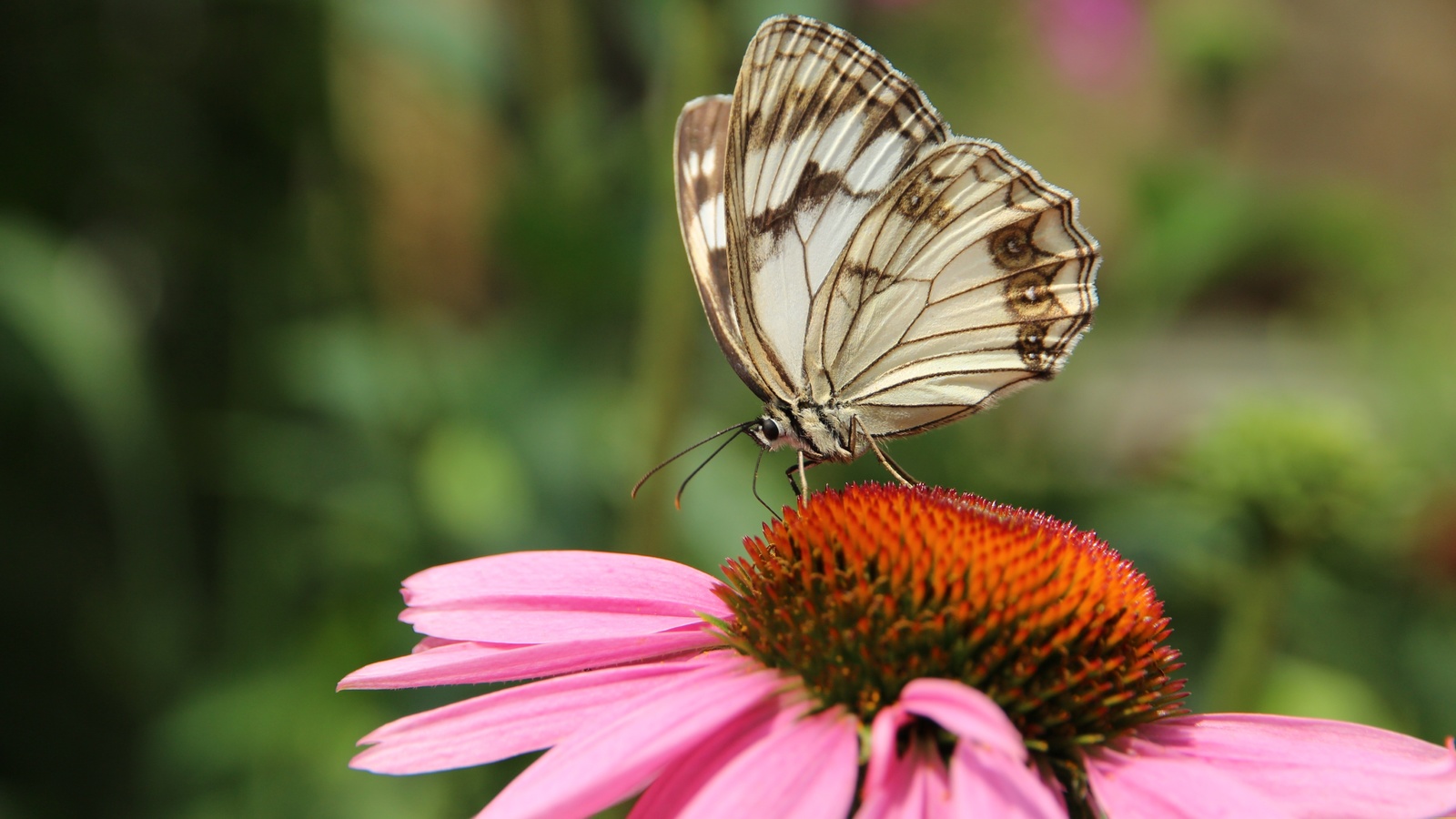 ,  melanargia lachesis,  ,  ,  , , , , , , ,  