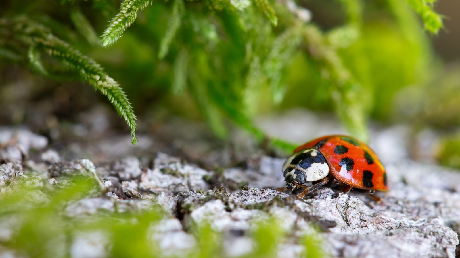 , ,  , , stones, plants, ladybug, bokeh