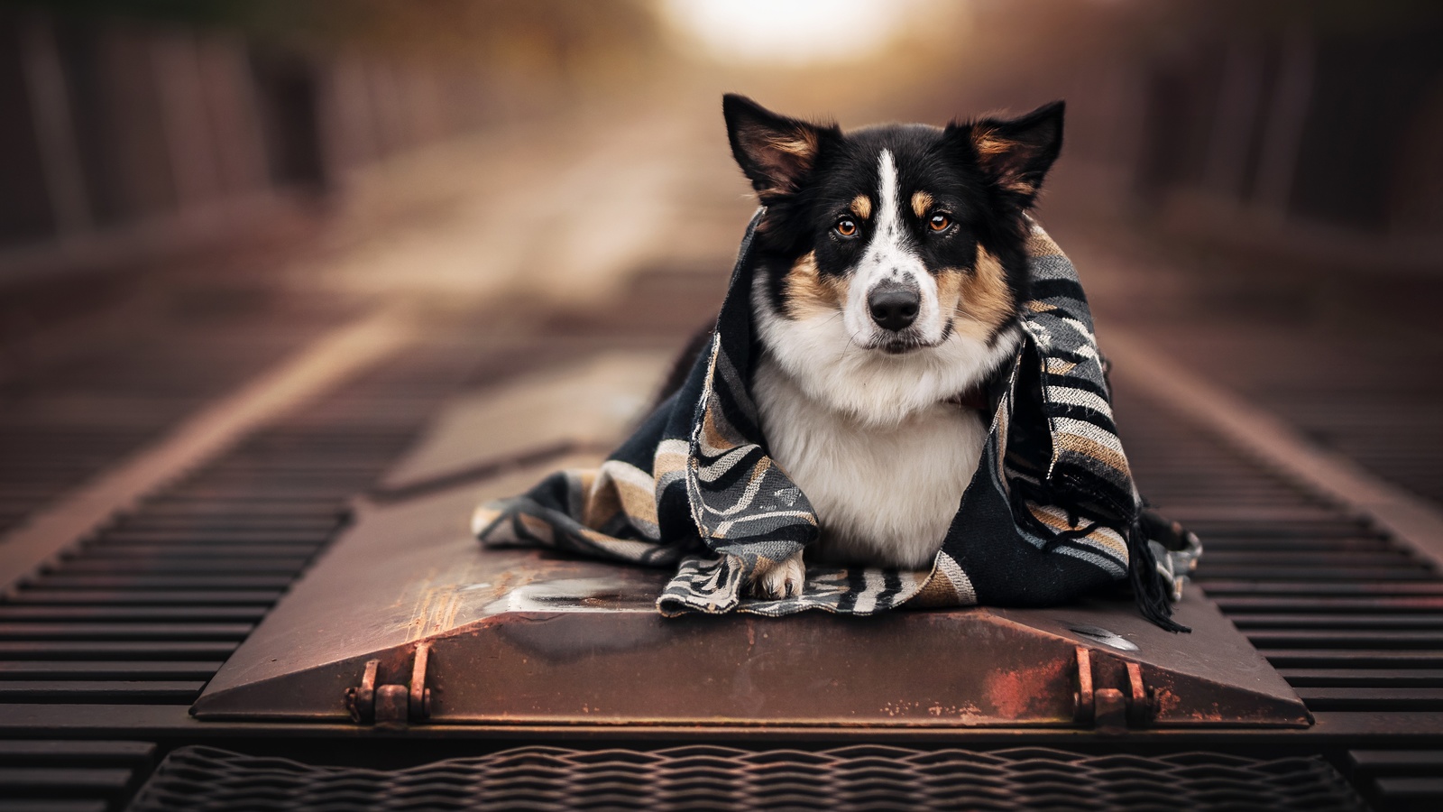 , , , , , face, look, dog, plaid, bokeh