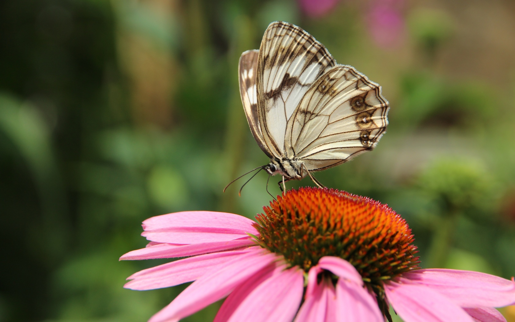 ,  melanargia lachesis,  ,  ,  , , , , , , ,  