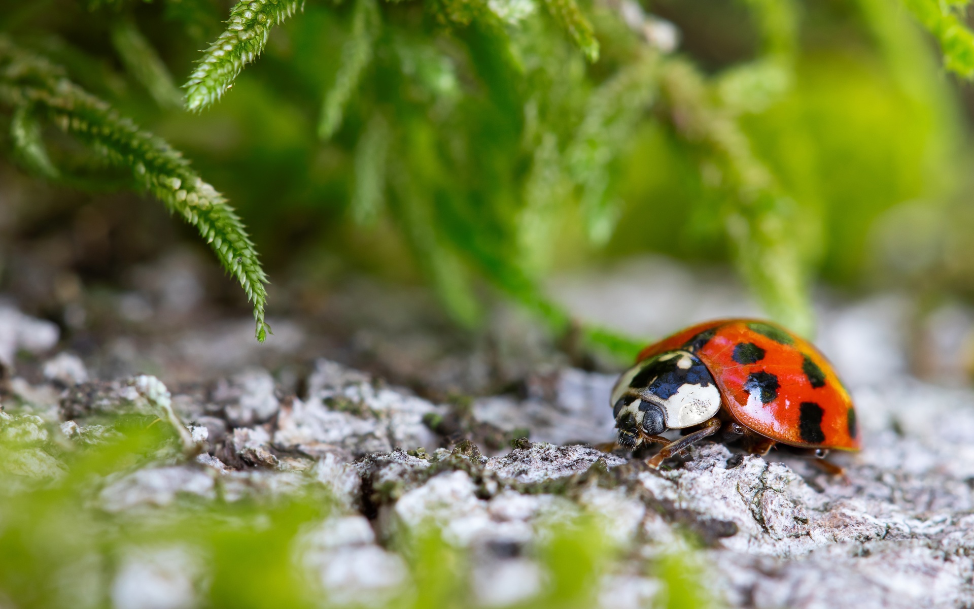 , ,  , , stones, plants, ladybug, bokeh